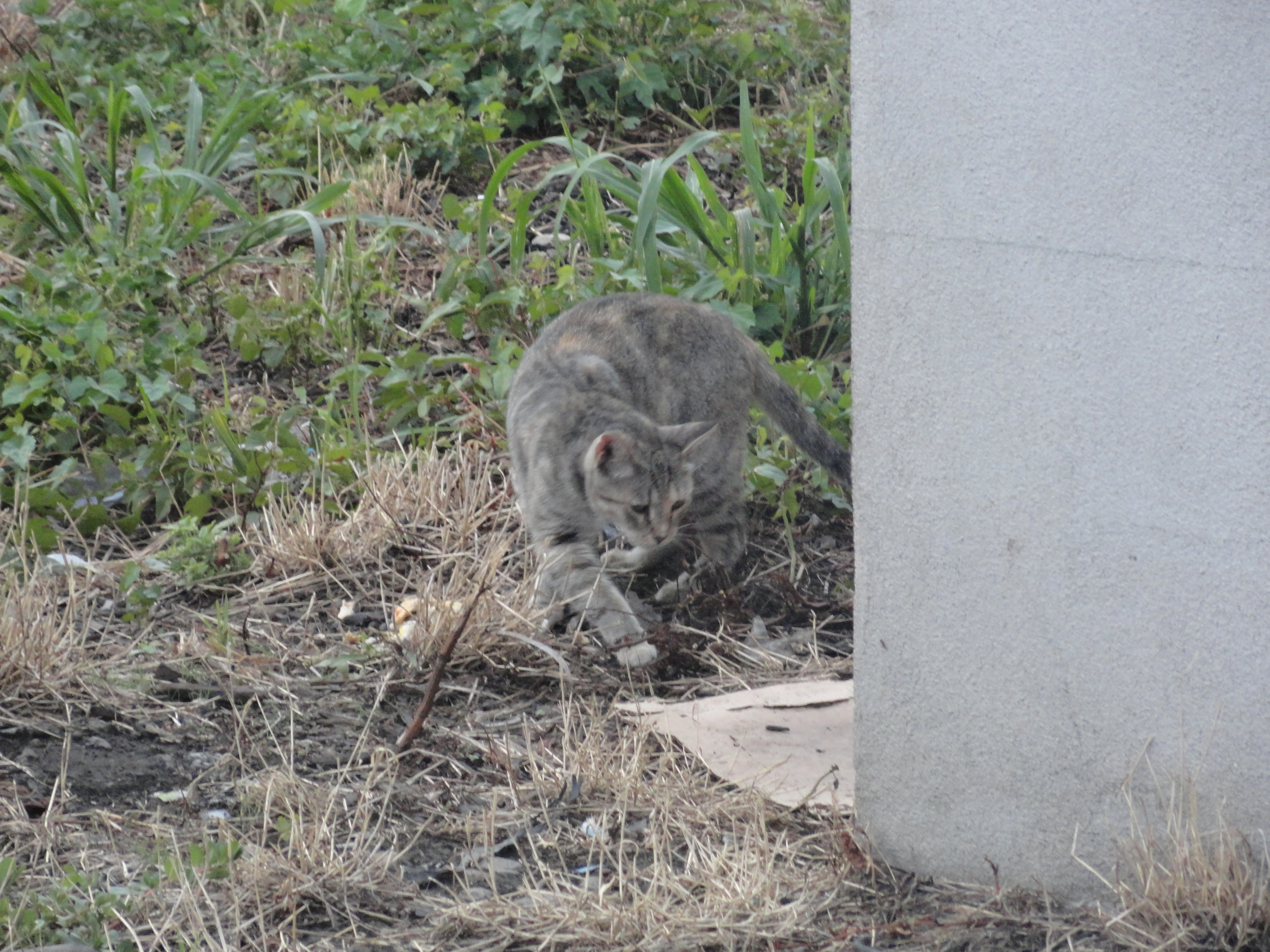 Kitty looking away at something.