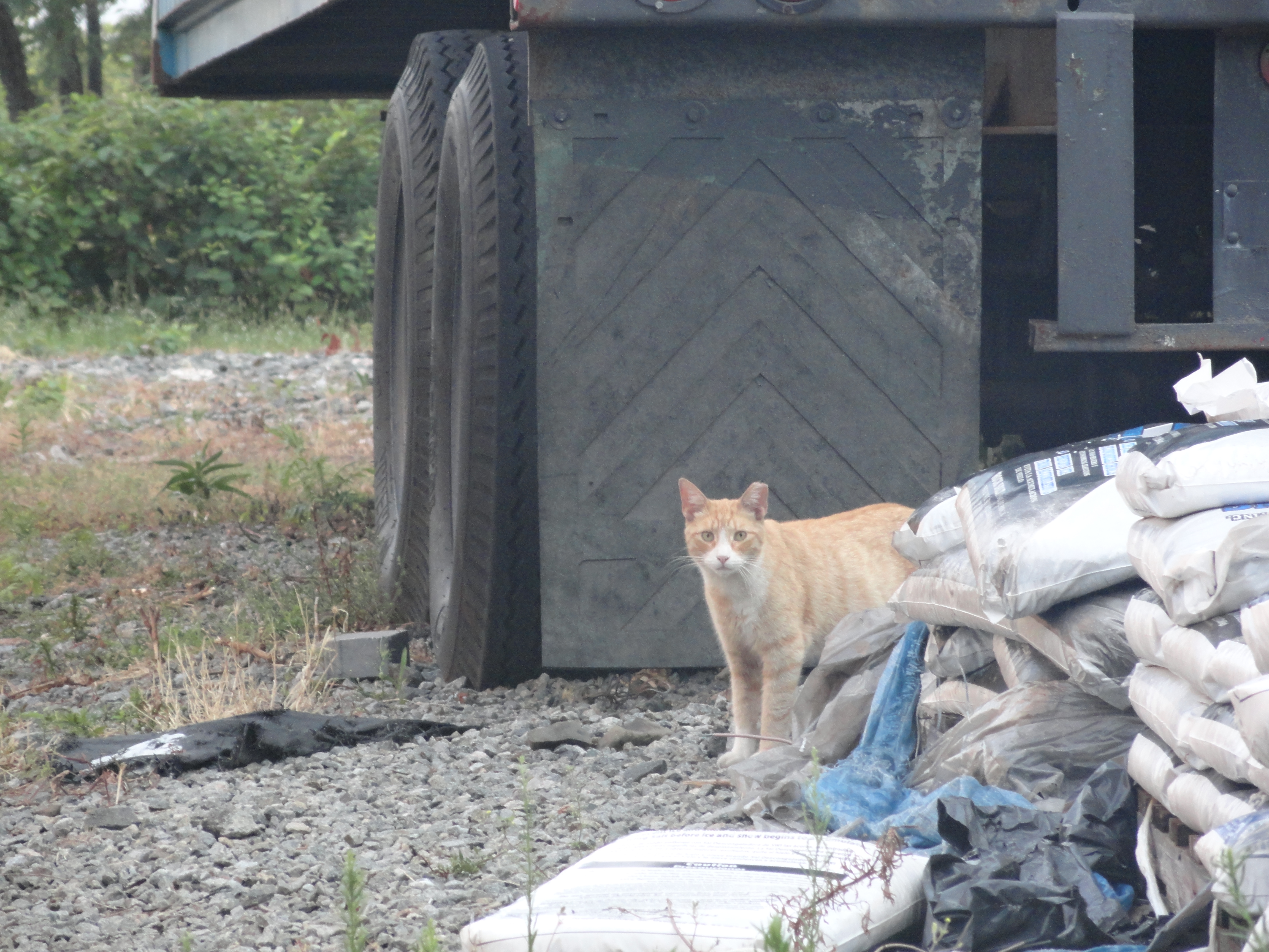 Another kitty, looking at me.